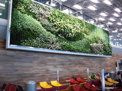 plants